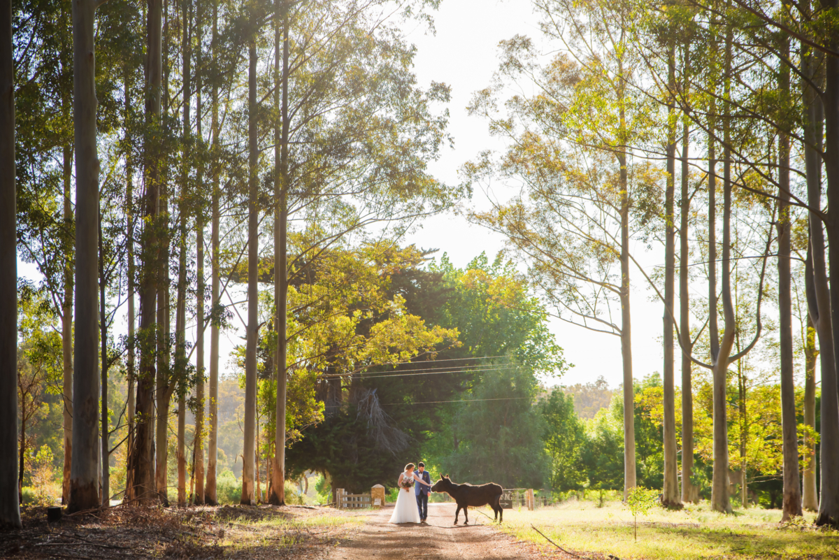 Photography from a Swan Valley wedding featuring a couple and a donkey surrounded by trees and a soft golden light.